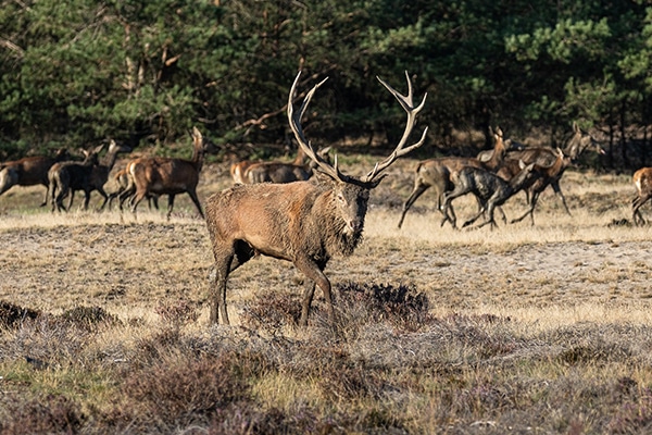 A red deer stag in front of a herd