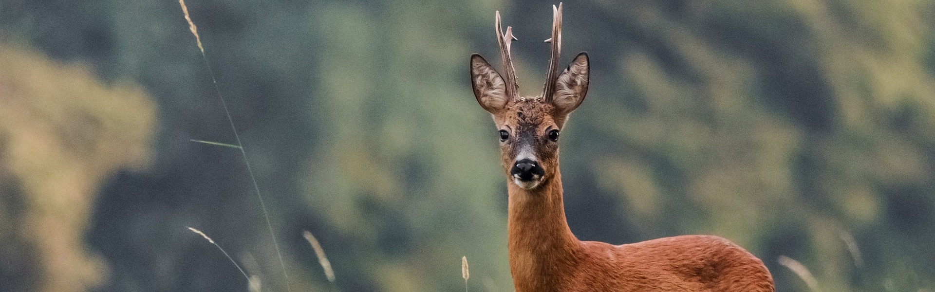 A roe deer