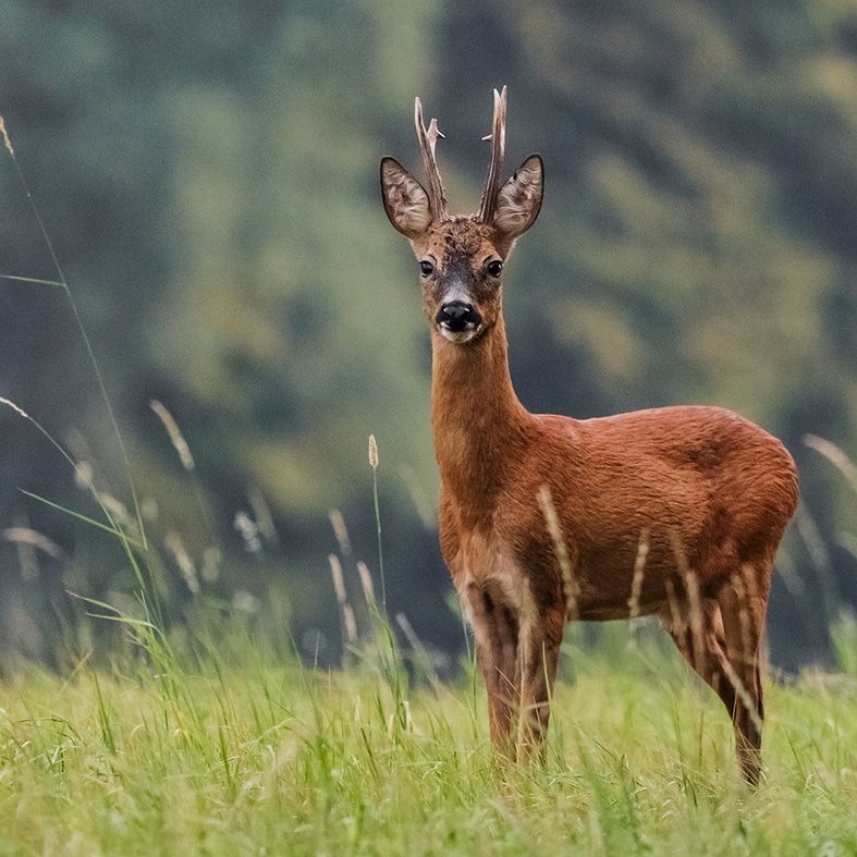 A roe deer