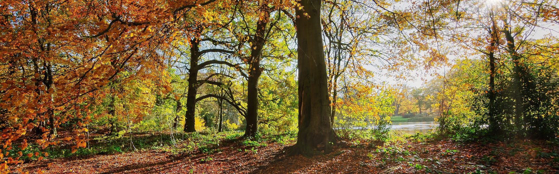 A woodland in fall