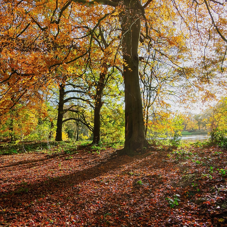 A woodland in fall