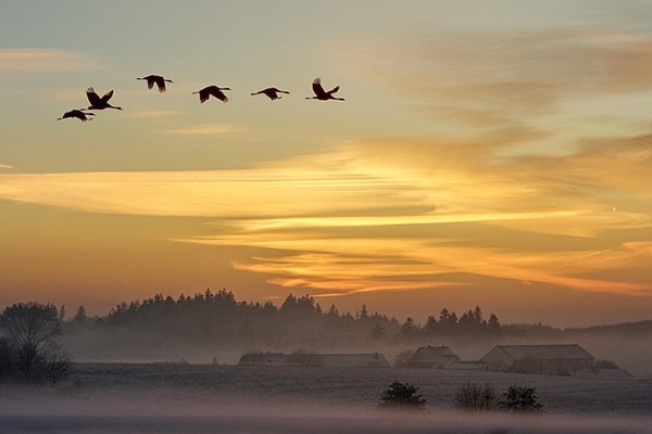 A flock of geese flying over the countryside at sunset