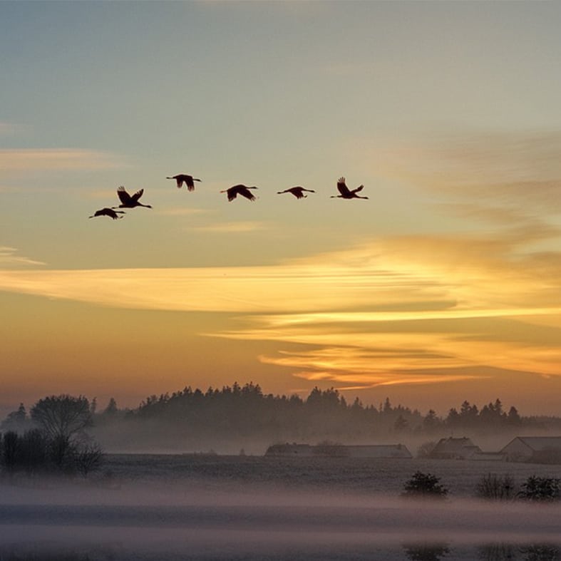 A flock of geese flying over the countryside at sunset