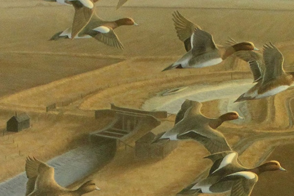 An illustration of flock of wigeon flying over countryside