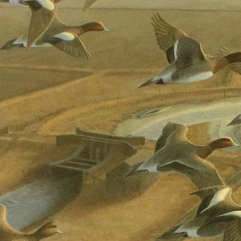 An illustration of flock of wigeon flying over countryside