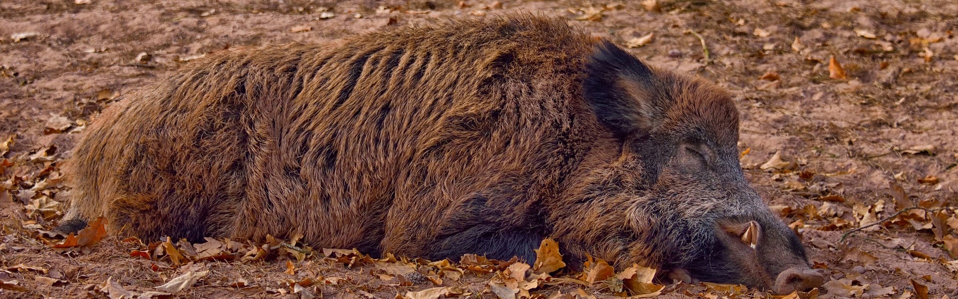 A wild boar sleeping on the floor