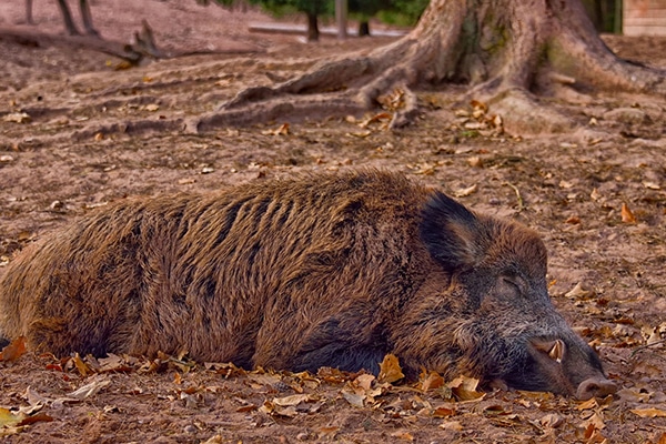 A wild boar sleeping on the floor