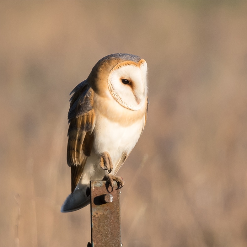 An owl standing on a post watching