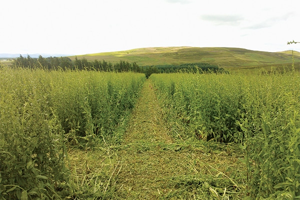 A field with cover crops