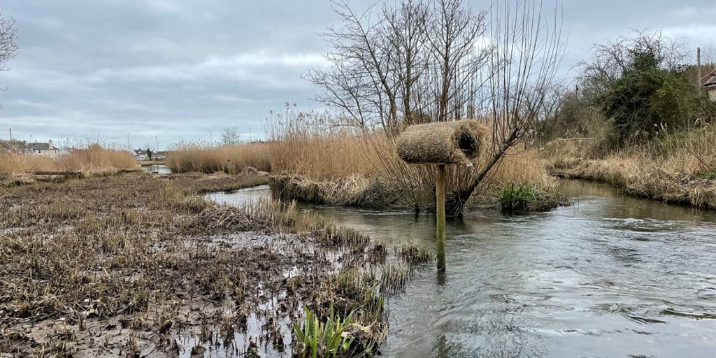 An example of an appropriate habitat to install a duck nest tube.