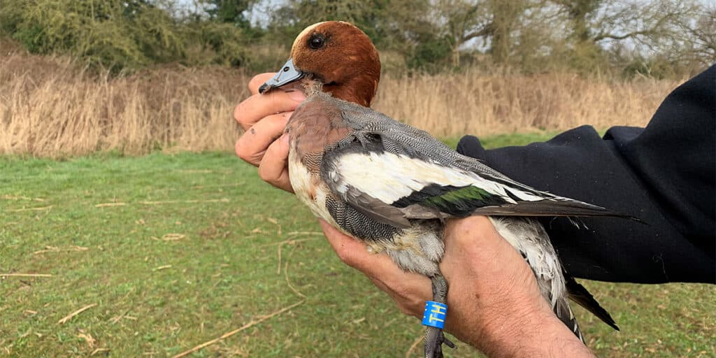 An adult male wigeon fitted with a colour ring