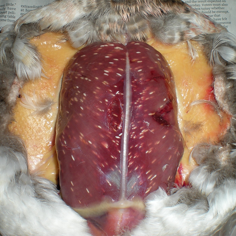 A breast with rice breast disease