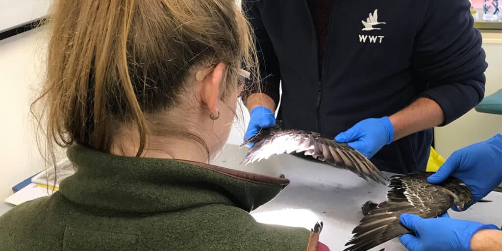 Staff from BASC and WWT examine wings.