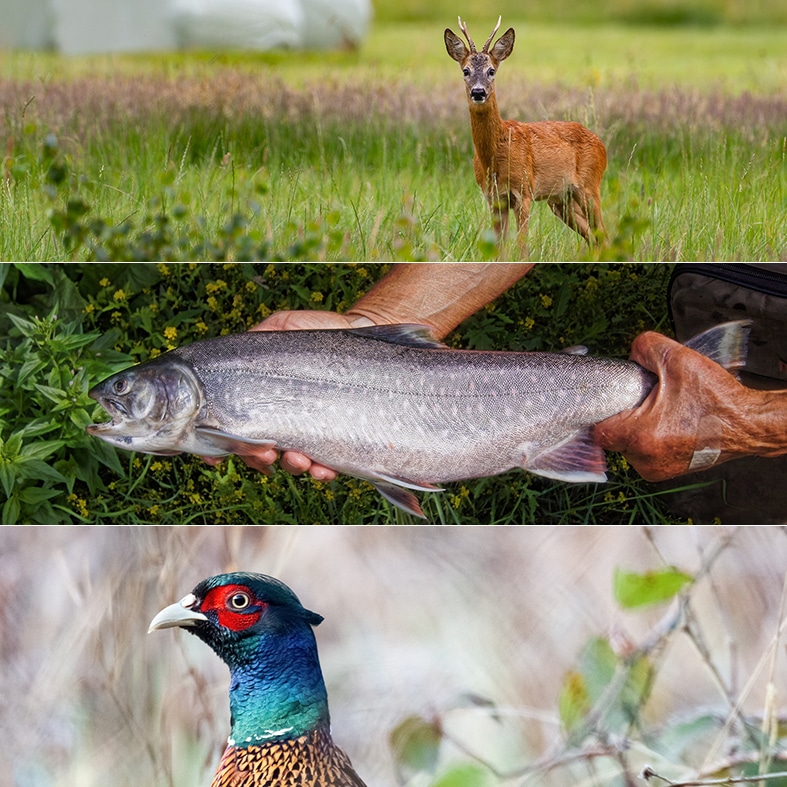 A collage of a pheasant, roe deer, and a trout