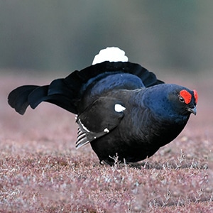 A black grouse