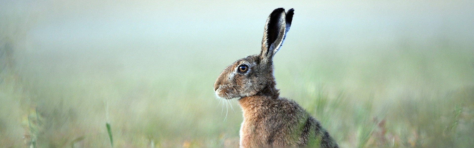 A brown hare
