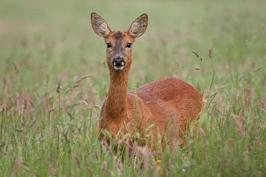 Quality assurance scheme launched for wild venison - BASC