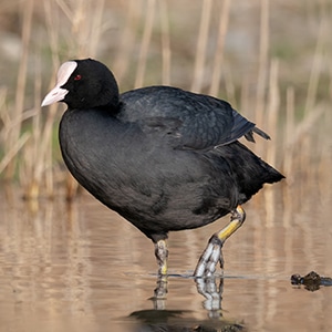 A coot