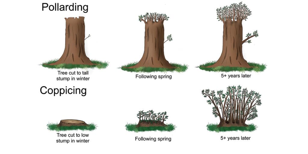 An illustration of pollarding and coppicing