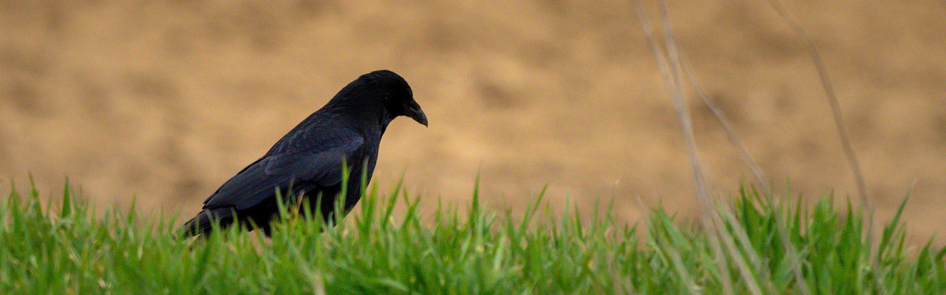 A crow in a field