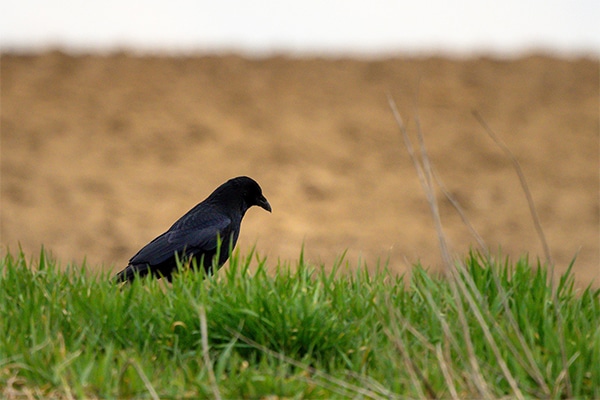 A crow in a field