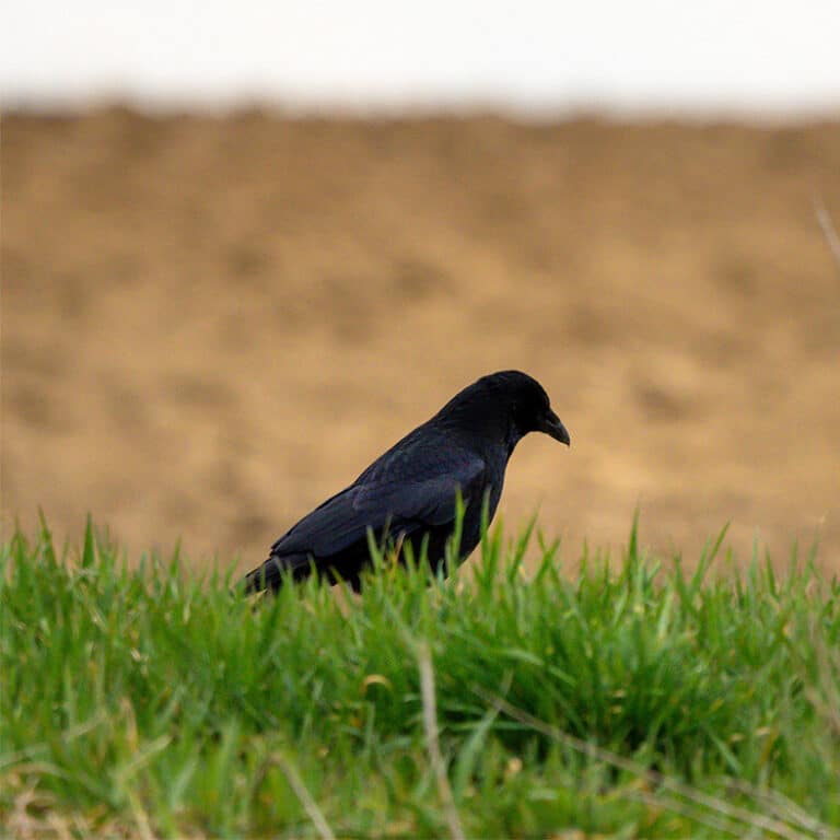 How to make a ladder trap BASC