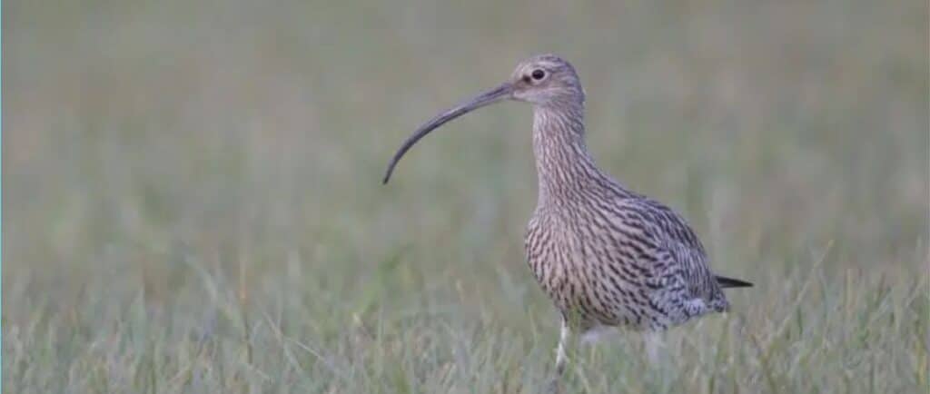 A curlew