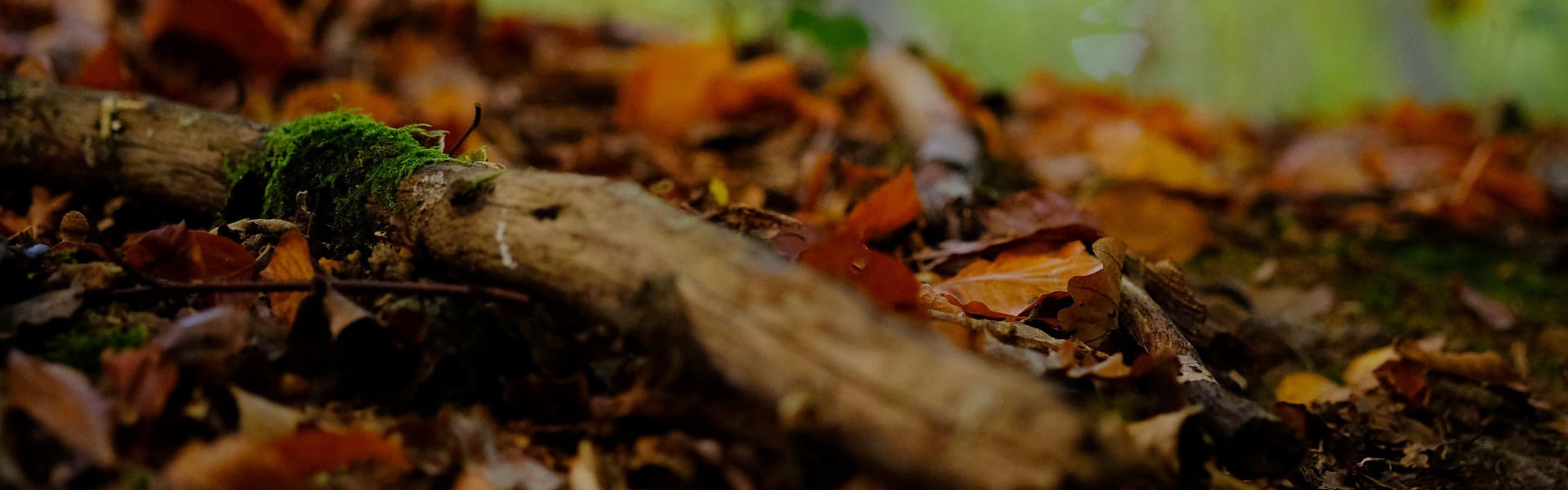 A dead piece of wood lying on the forest floor