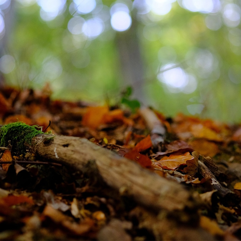 A dead piece of wood lying on the forest floor