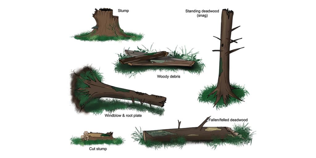 An illustration of different types of deadwood