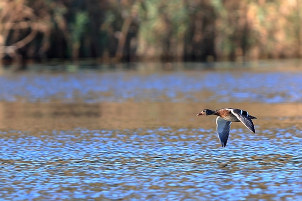A duck in flight over a lake