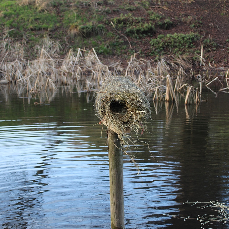 A duck nest tube over water