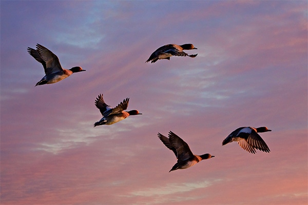 Eurasian wigeons in flight
