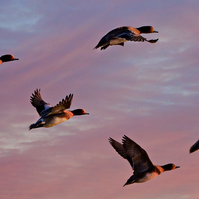 Eurasian wigeons in flight