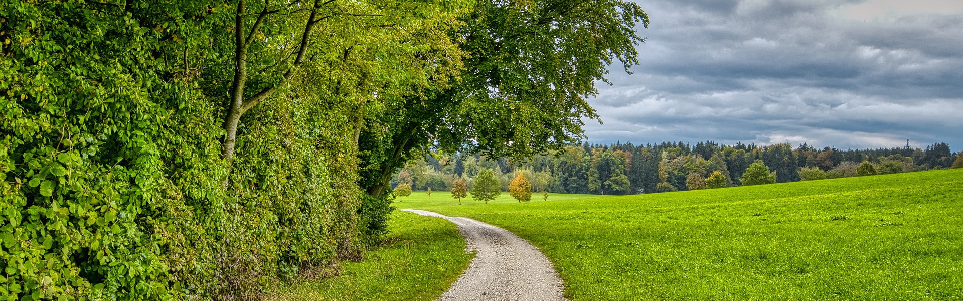 The edge of a forest