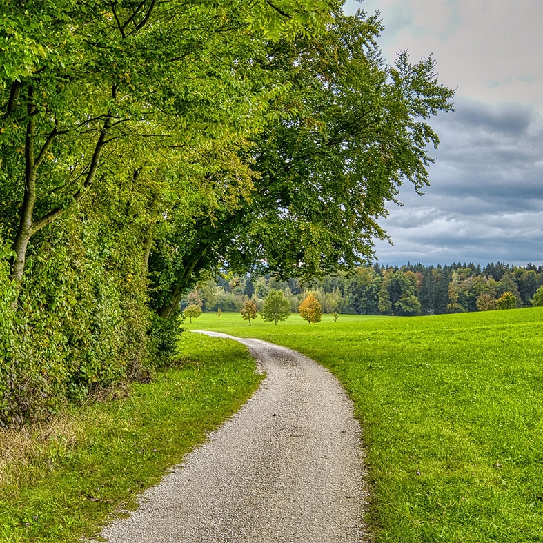 The edge of a forest