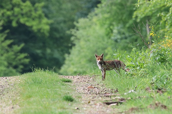 A fox on the edge of a path