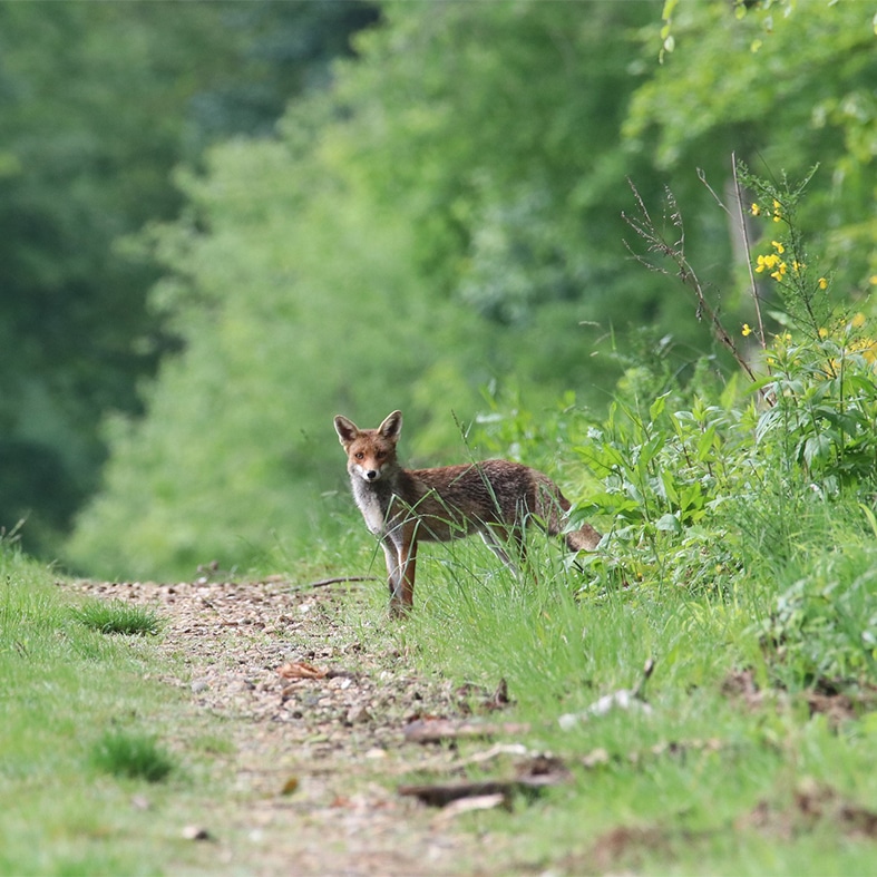 A fox on the edge of a path