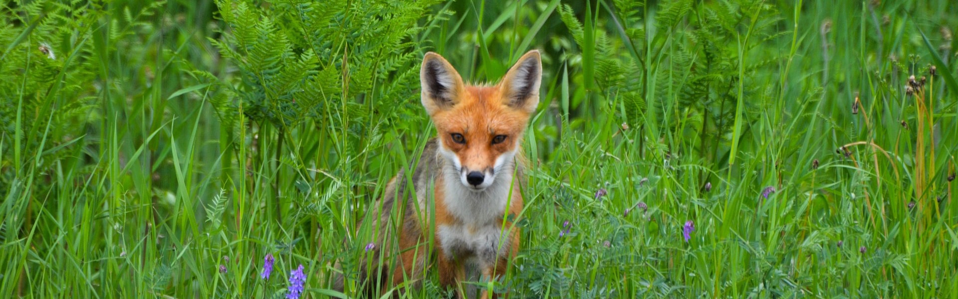 A fox looking through long grass