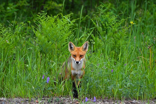 A fox looking through long grass