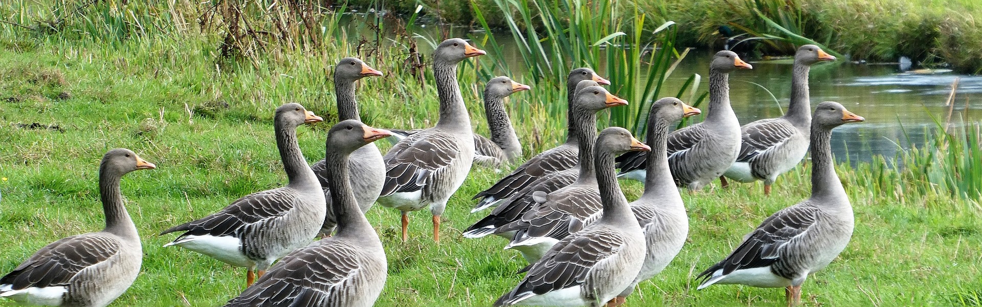 A gaggle of geese