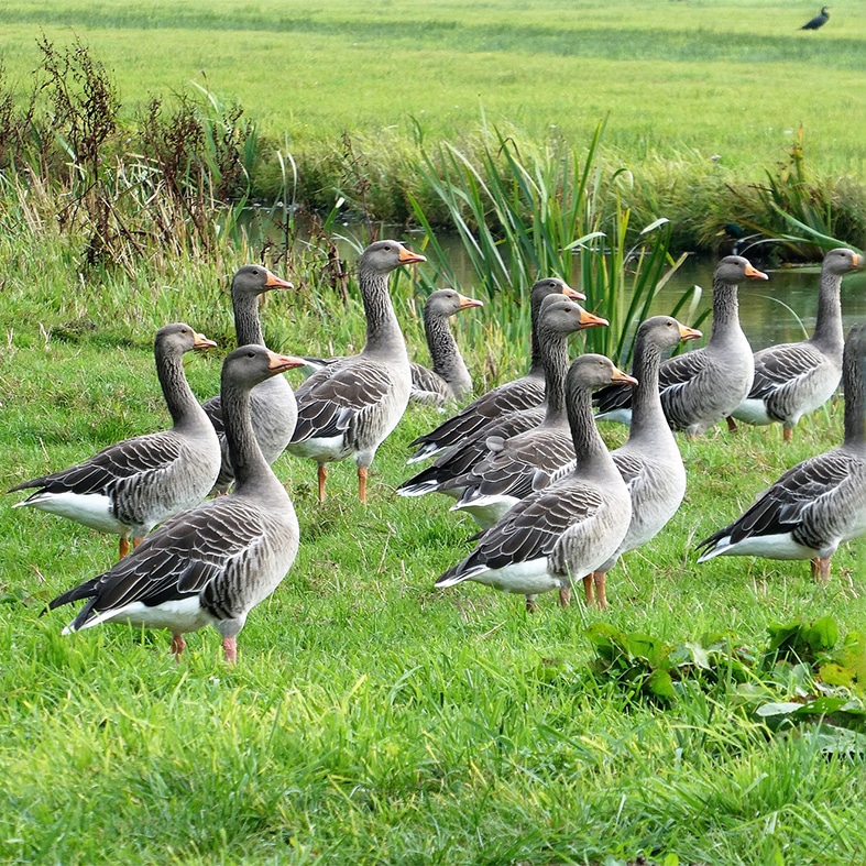 A gaggle of geese