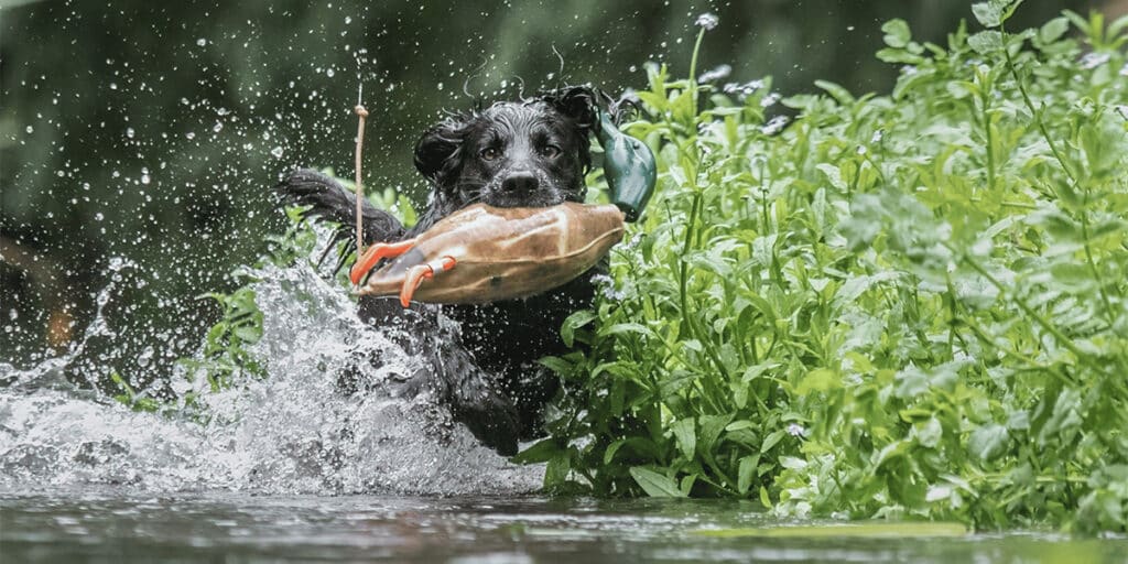 A gundog running through water with a dummy