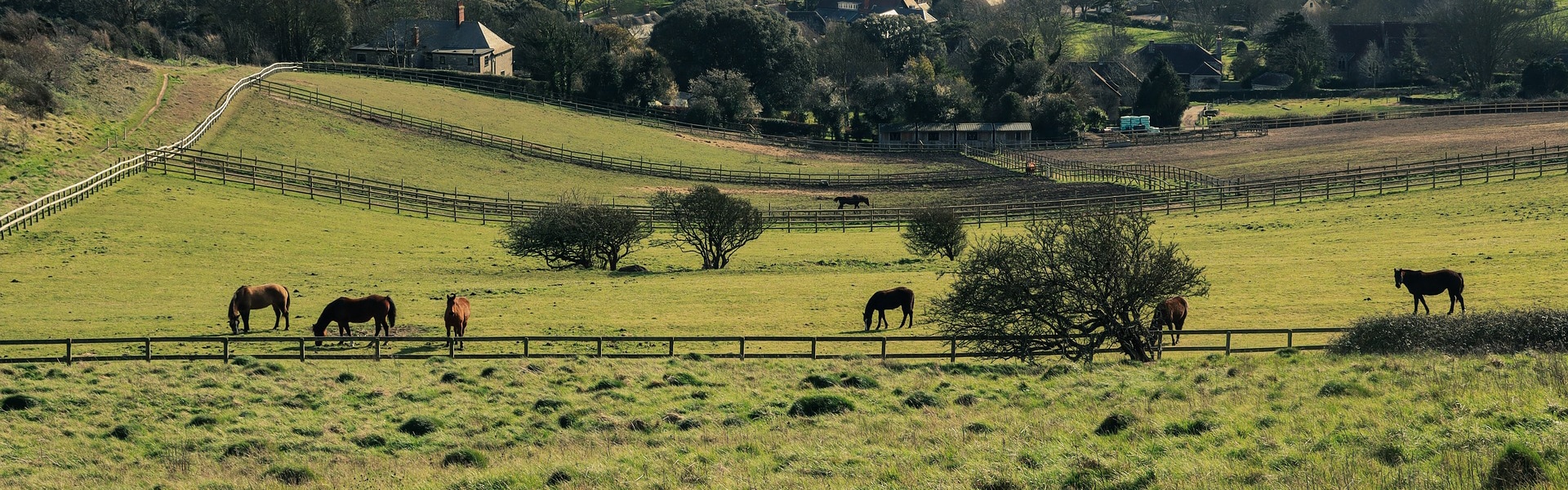 Horses graving in a field