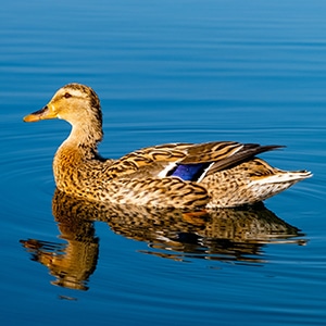 A mallard duck