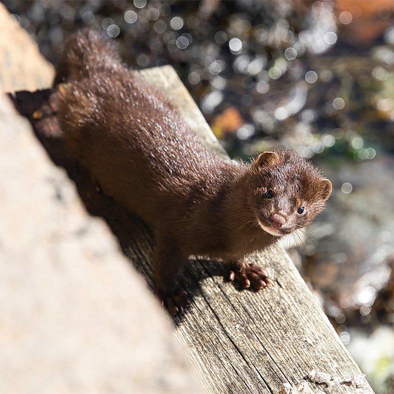 An american mink