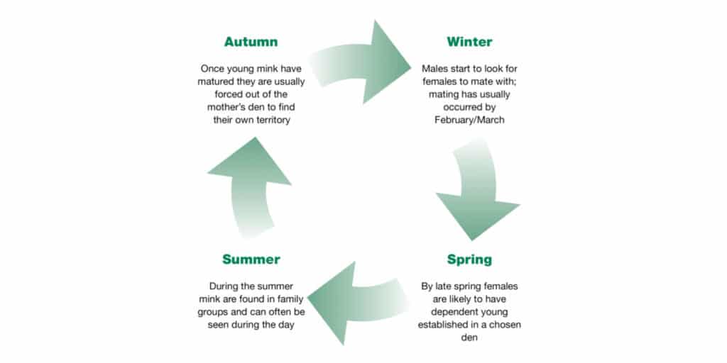 A diagram displaying the life cycle of mink