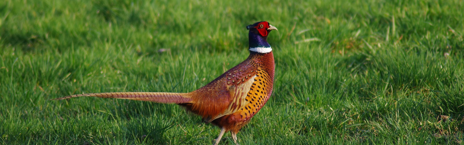 A pheasant in a field