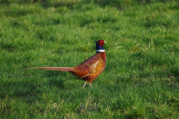 A pheasant in a field