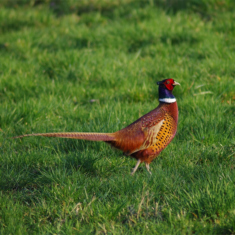 A pheasant in a field